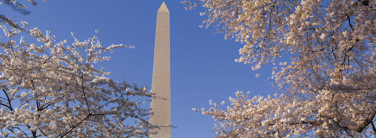 Flores de cerezo del monumento a Washington Lienzo
