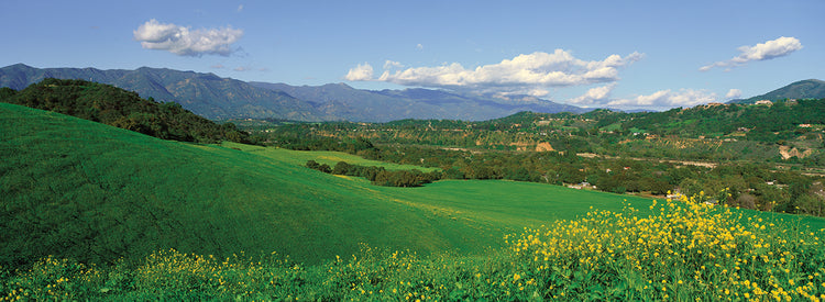 Ojai Field in Springtime