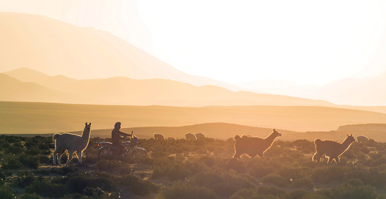 Herd of Bolivian Llamas