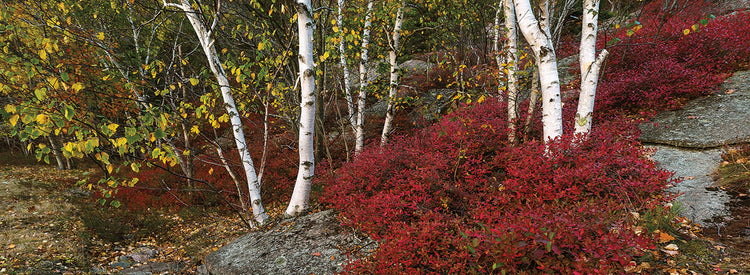 Autumn Trees in Acadia