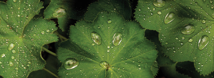 Raindrops on Green Leaves