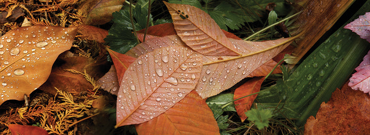 Raindrops On Leaves