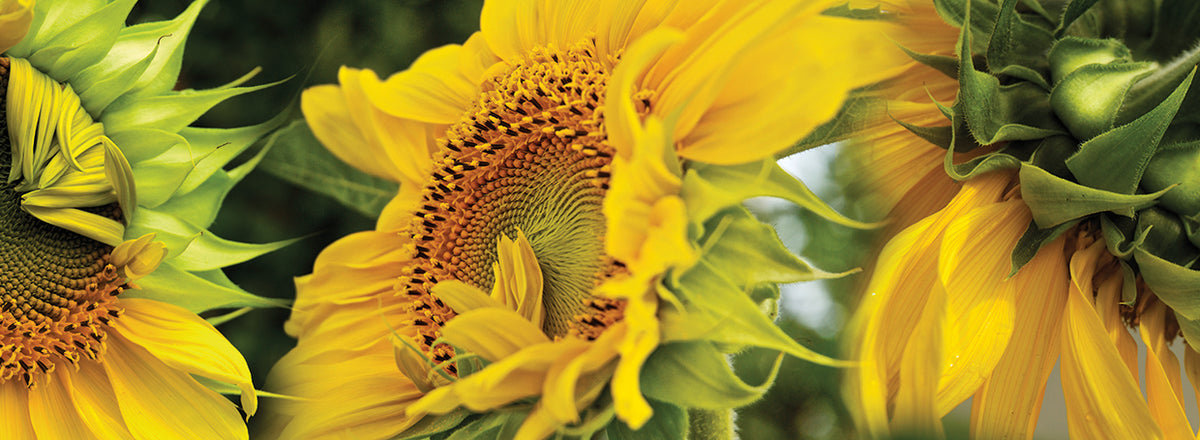 Sunflower Close-Up