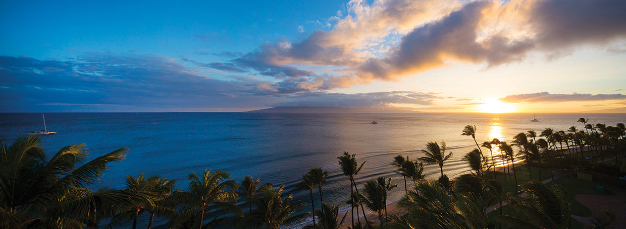 Palm Trees in Kaanapali