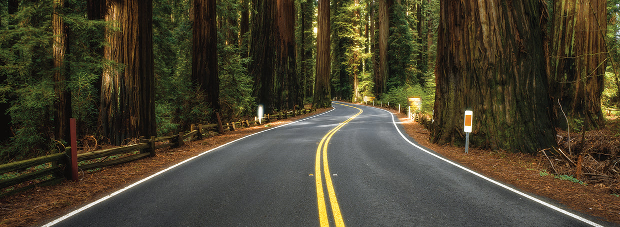 Redwood Forest's Winding Road