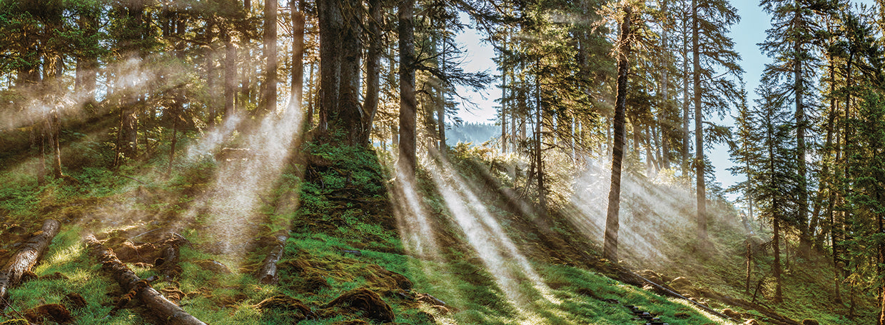 Sun in Alaskan Forest
