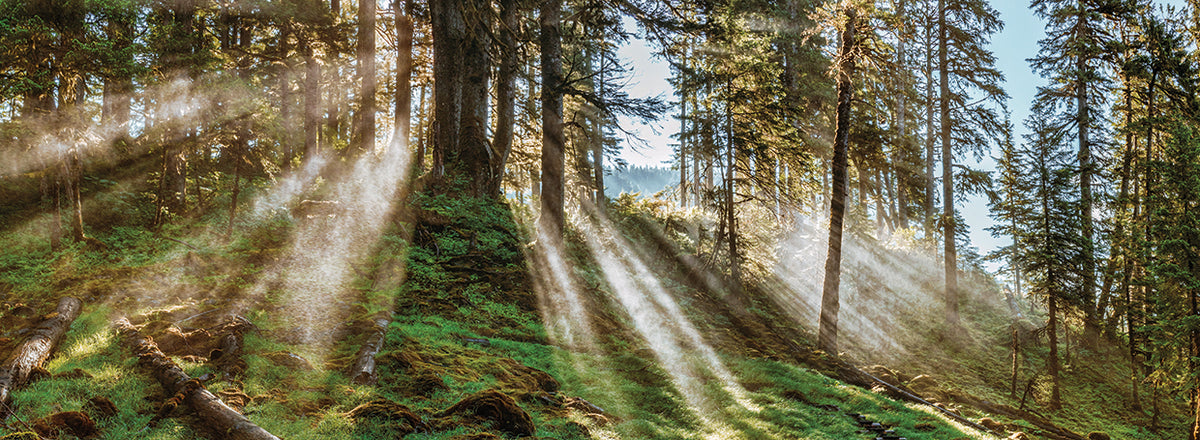 Sun in Alaskan Forest