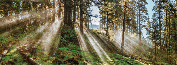 Sun in Alaskan Forest