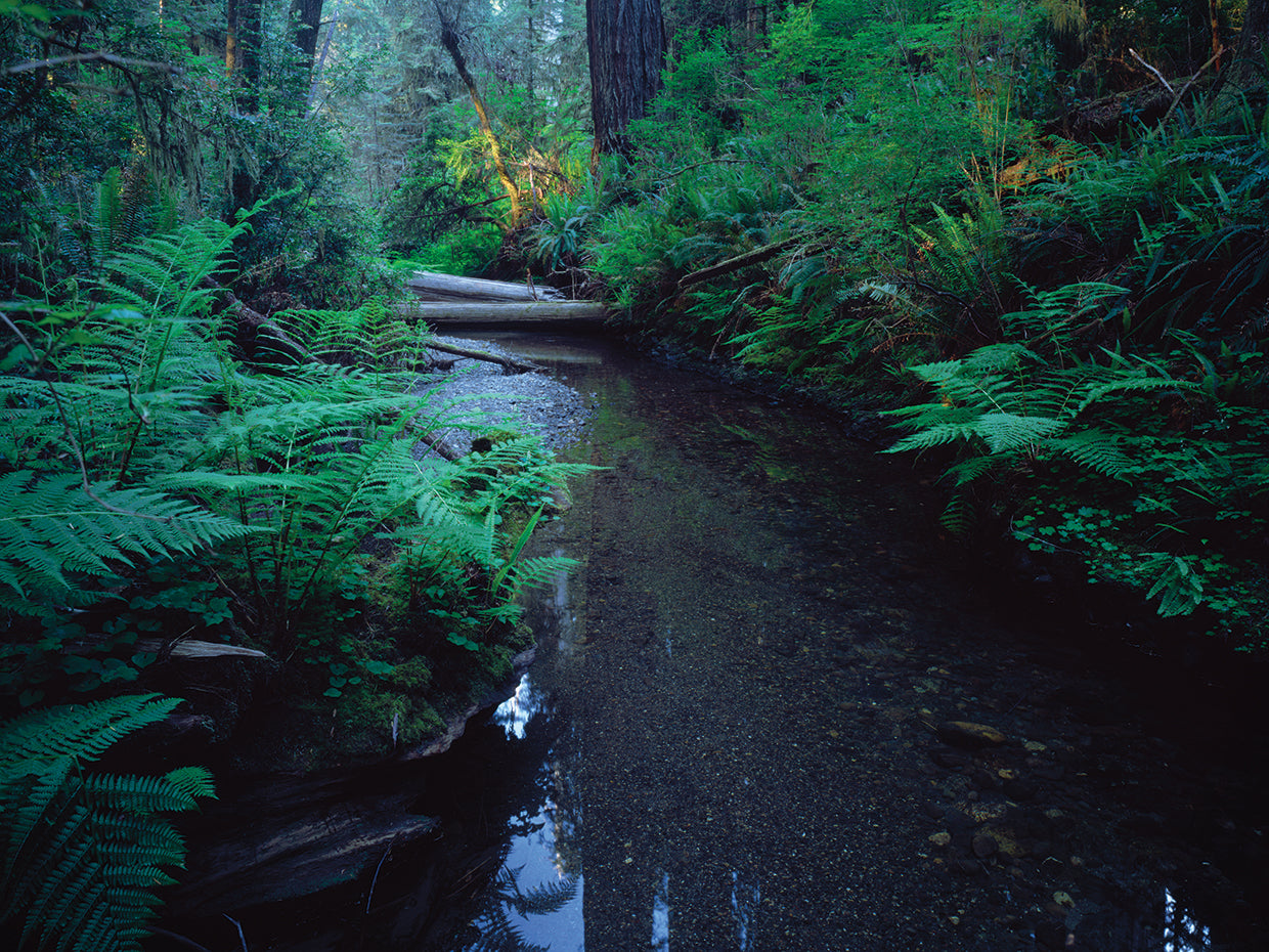 Arroyo en Redwoods Park Lienzo