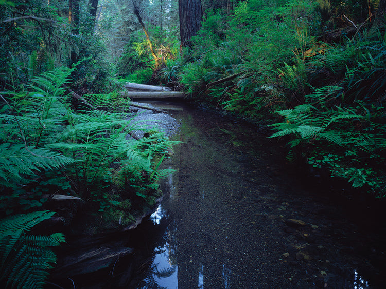 Arroyo en Redwoods Park Lienzo