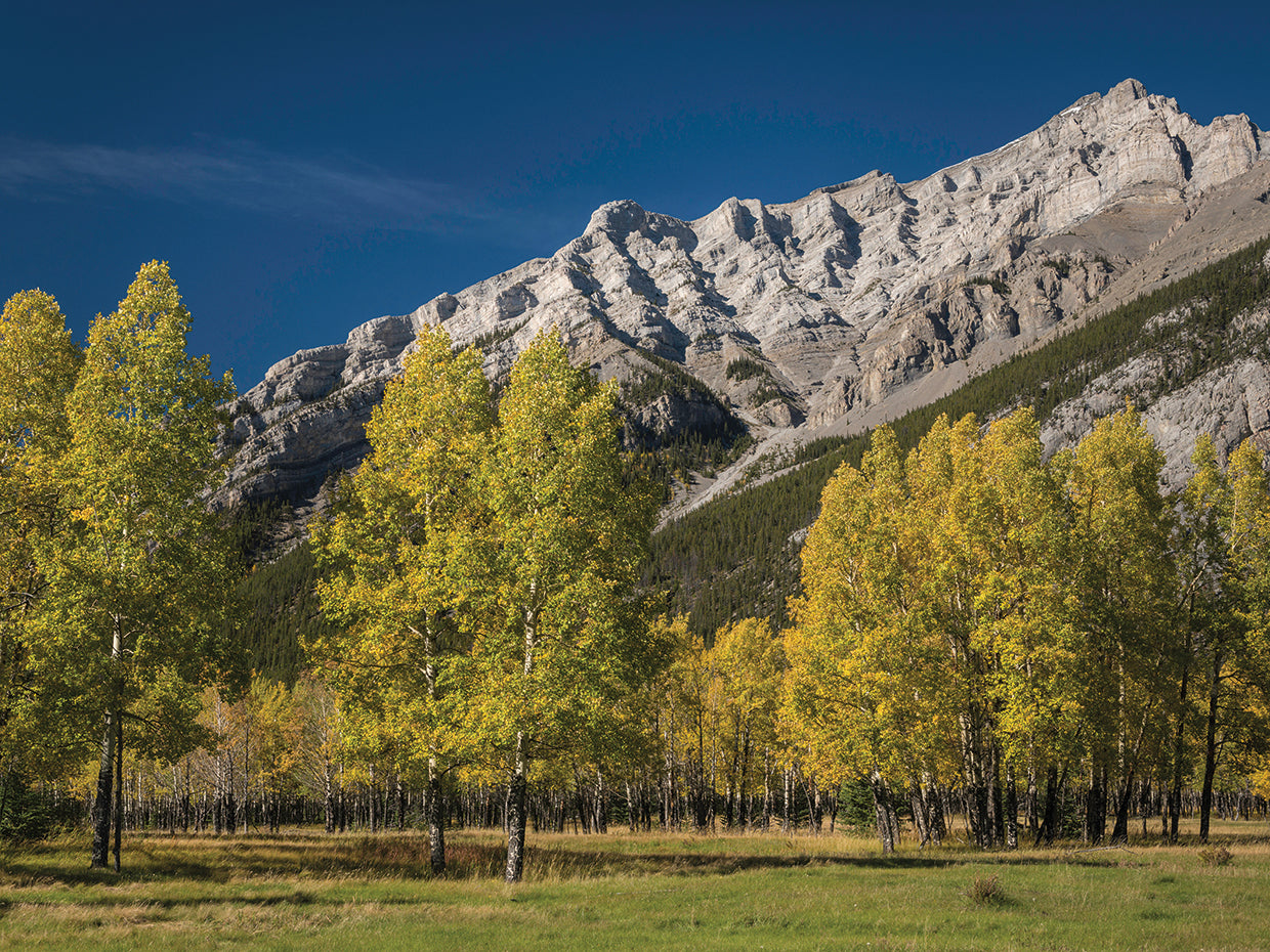 Trees Near Cascade Mountain