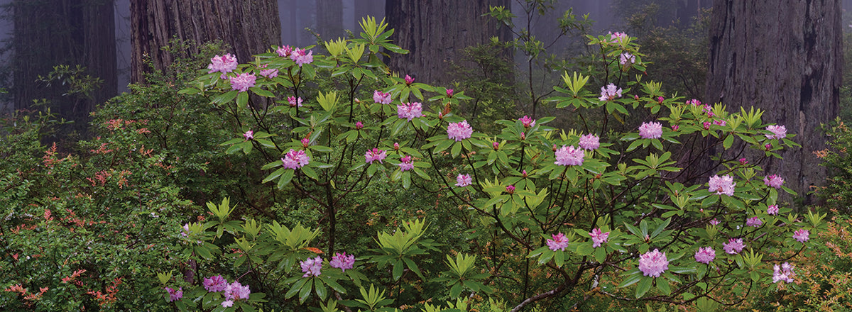 Flowers in Damnation Creek