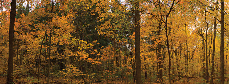 Trees in Illinois' Forest