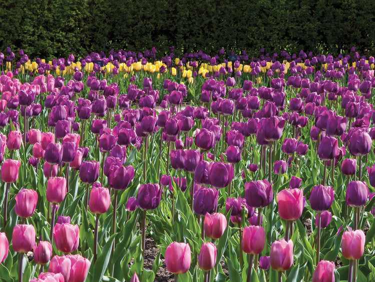 Tulips in Cantigny Park