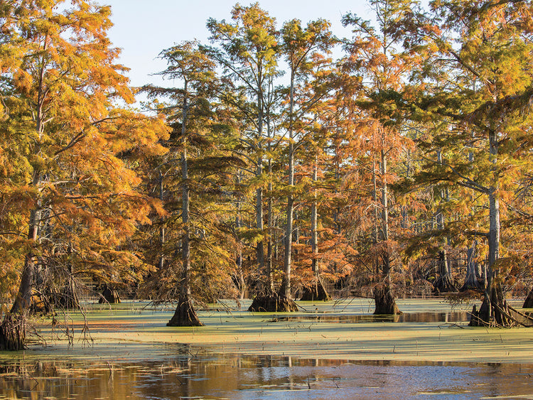 Cypress Trees in Illinois