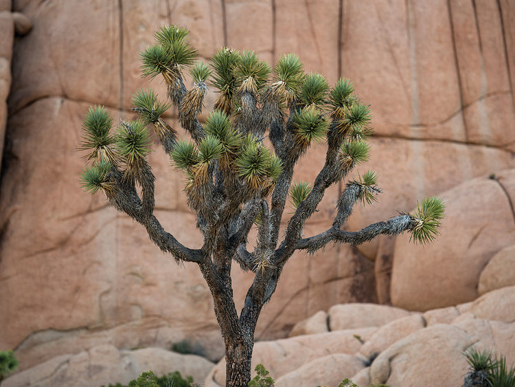 Árboles y rocas de Joshua Lienzo