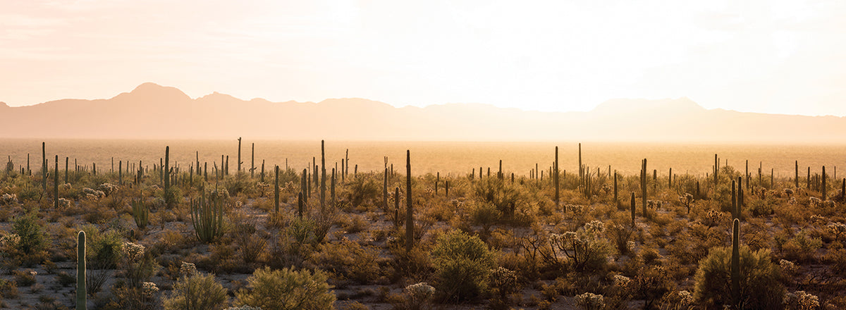 Organ Pipe Cactus Momument