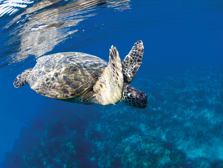 Tortuga en el océano Pacífico Lienzo