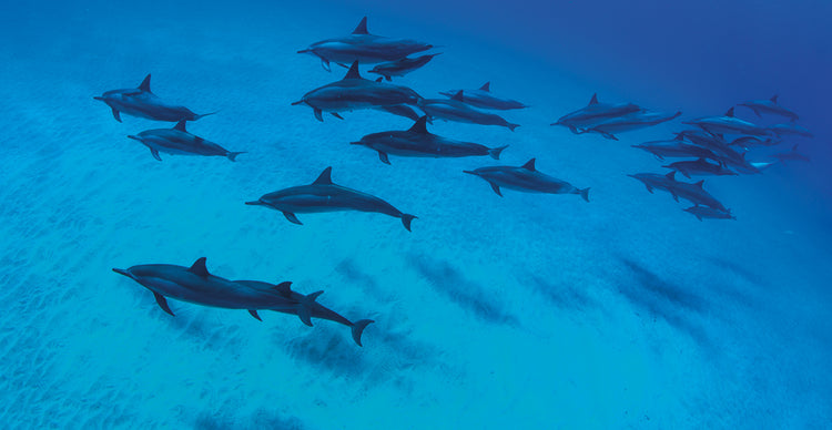 Delfines en el pacifico Lienzo