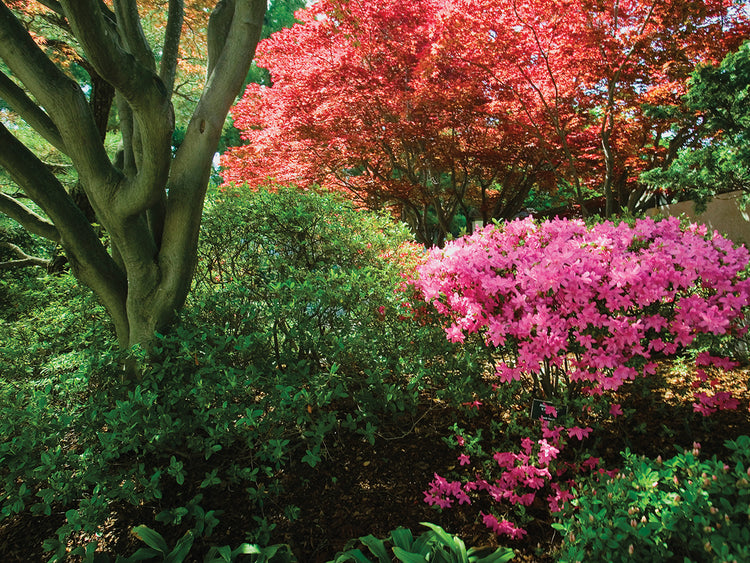 Azaleas en National Arboretum Lienzo