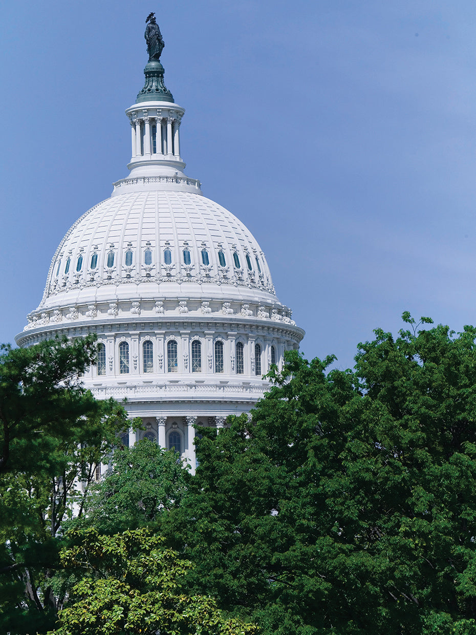 Árboles en el Capitolio de los Estados Unidos Lienzo