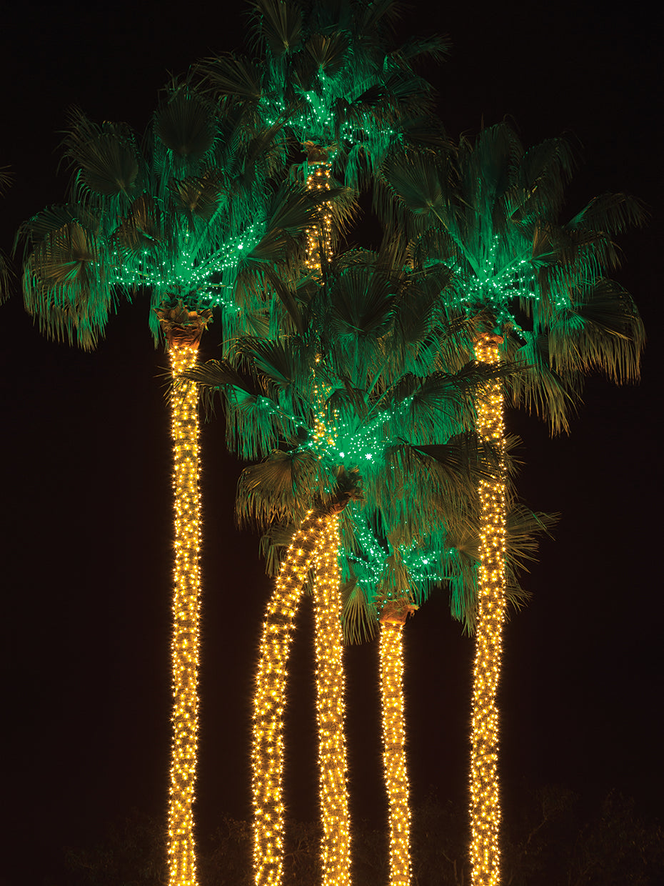 Dana Point Palm Trees