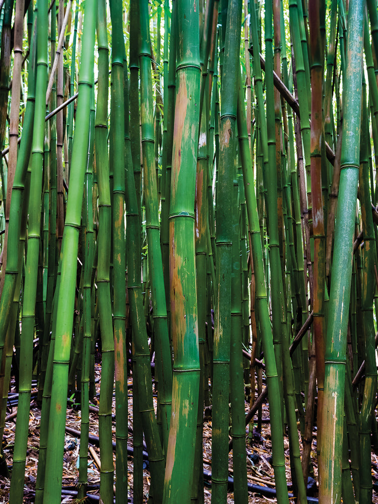 Árboles de bambú de Maui Lienzo