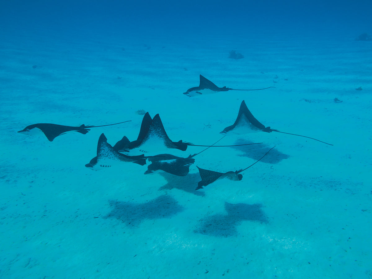 Rays in the Pacific
