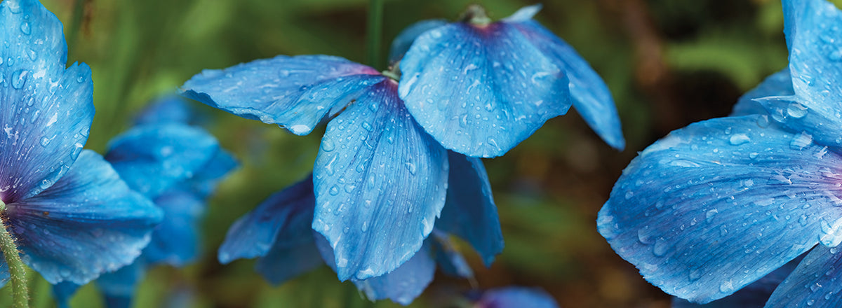 Himalayan Poppy Flowers