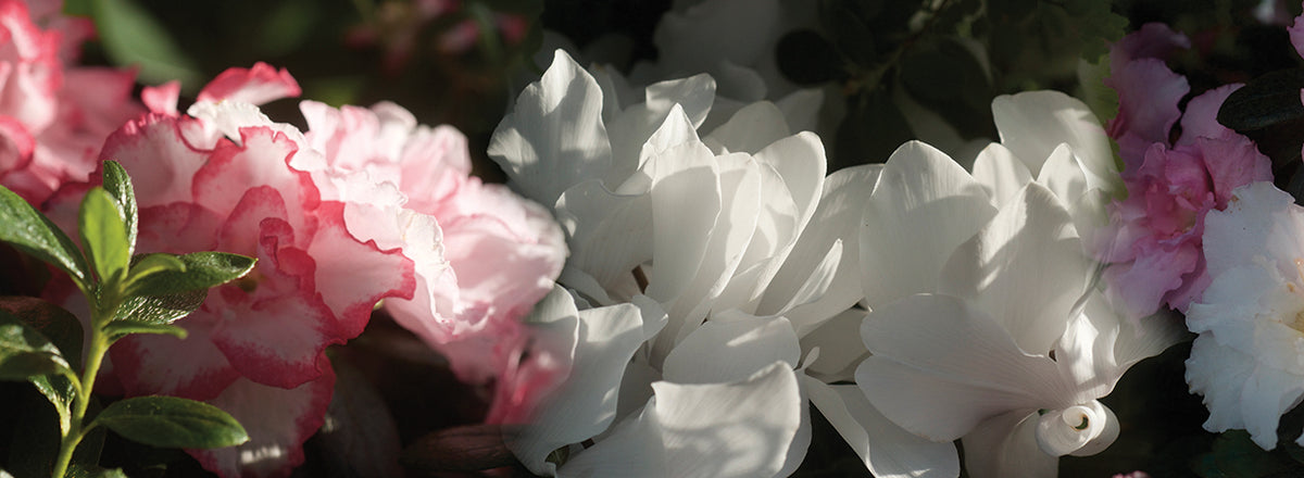 Pink and White Flowers