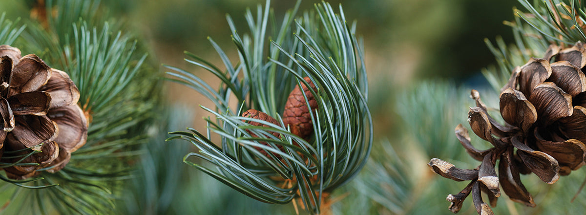 Assorted Pine Cones