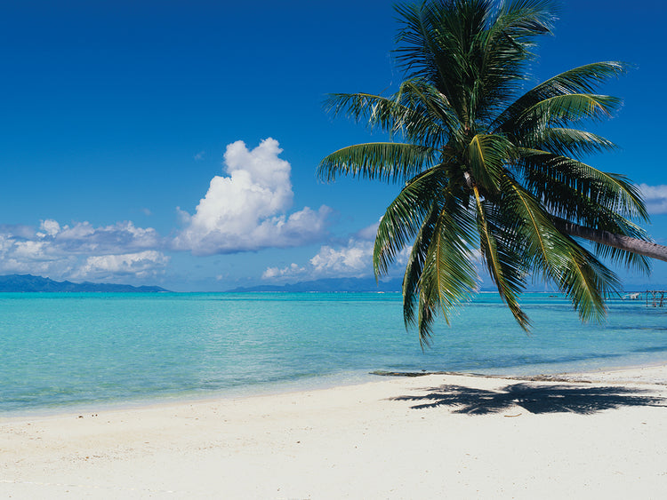 Palmera en Tahití Lienzo