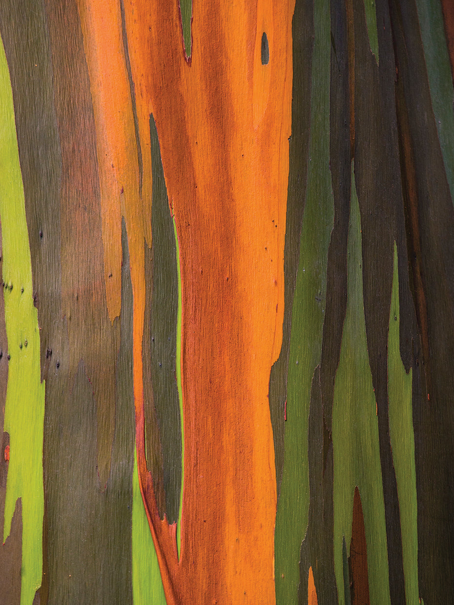 Rainbow Eucalyptus Close-Up