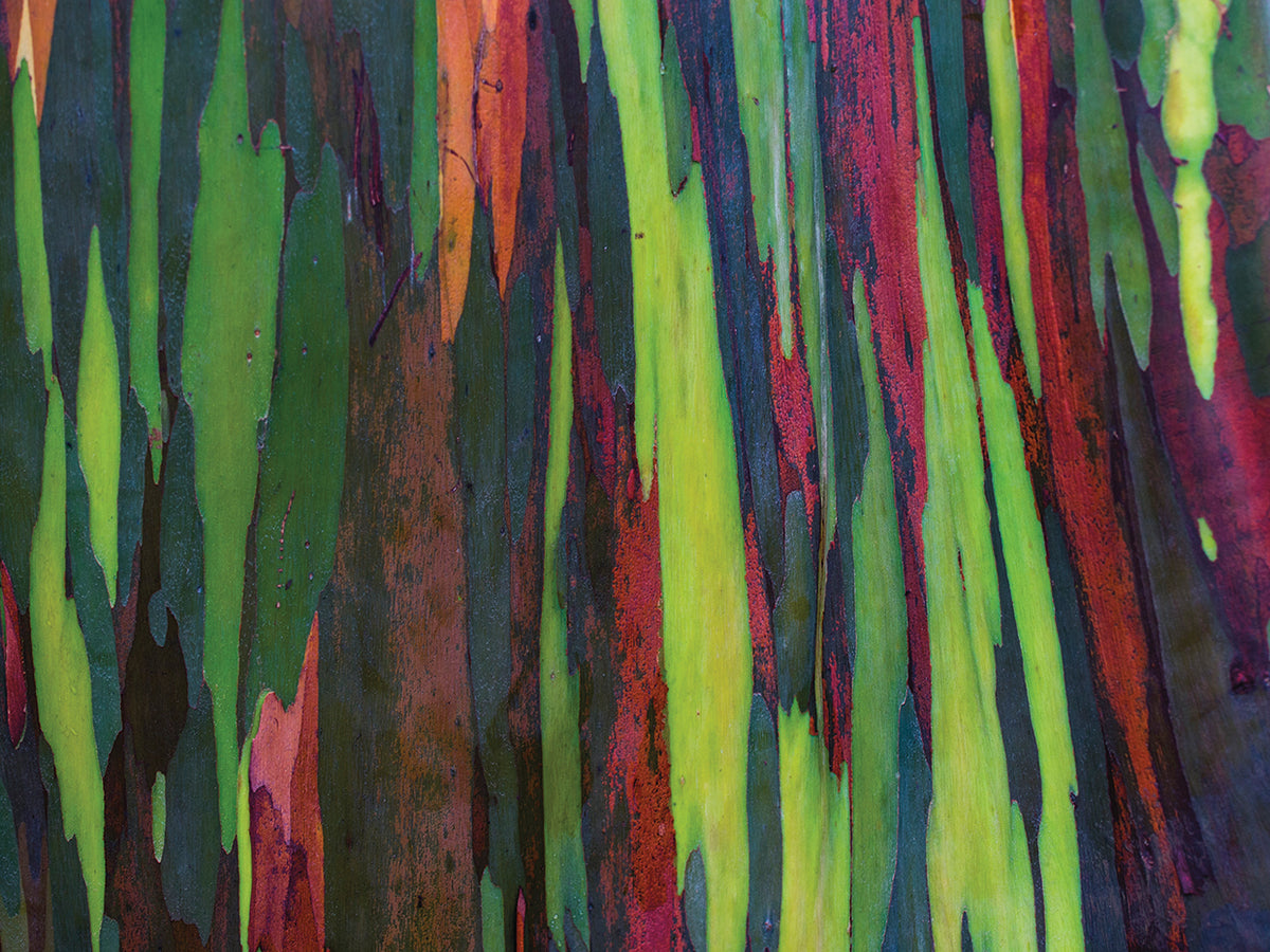 Rainbow Eucalyptus in Maui