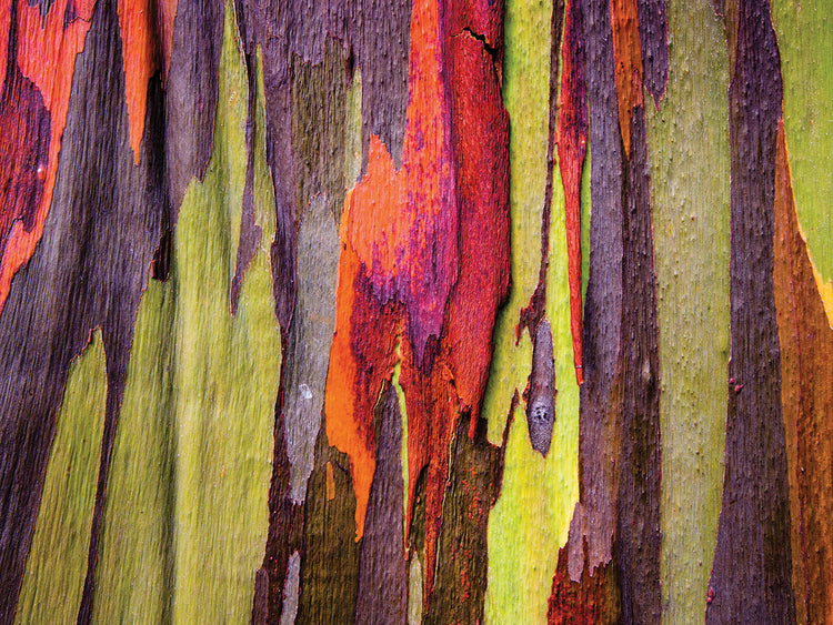 Rainbow Eucalyptus in Hawaii