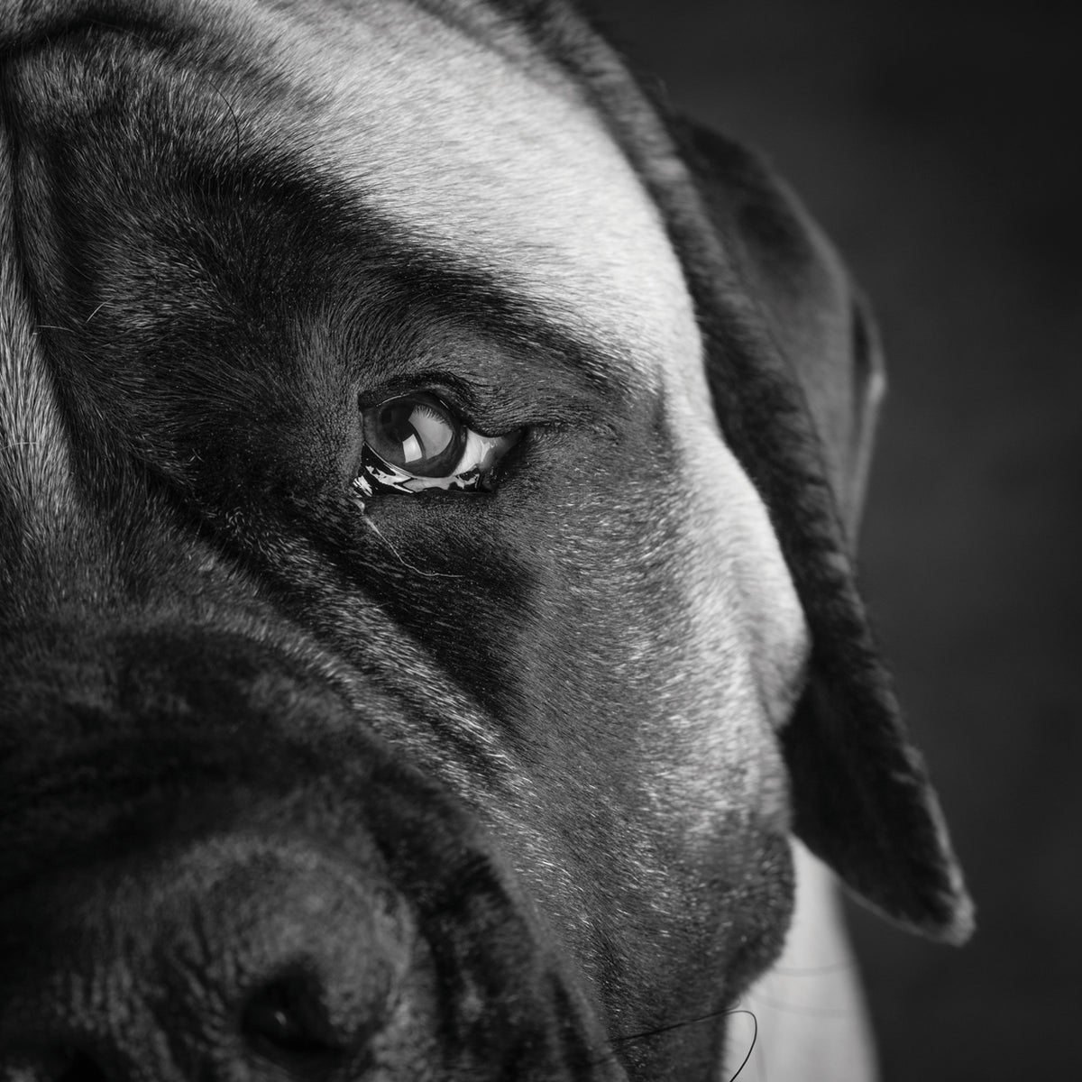Mastiff Close-Up
