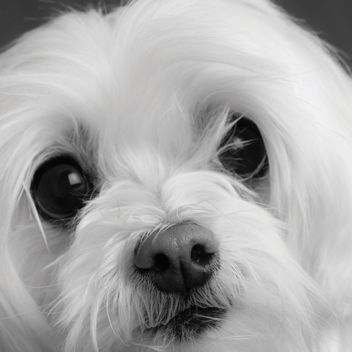 Cute Little Maltese