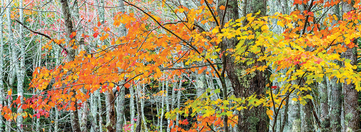 Sugar Maple in Acadia