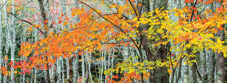 Sugar Maple in Acadia