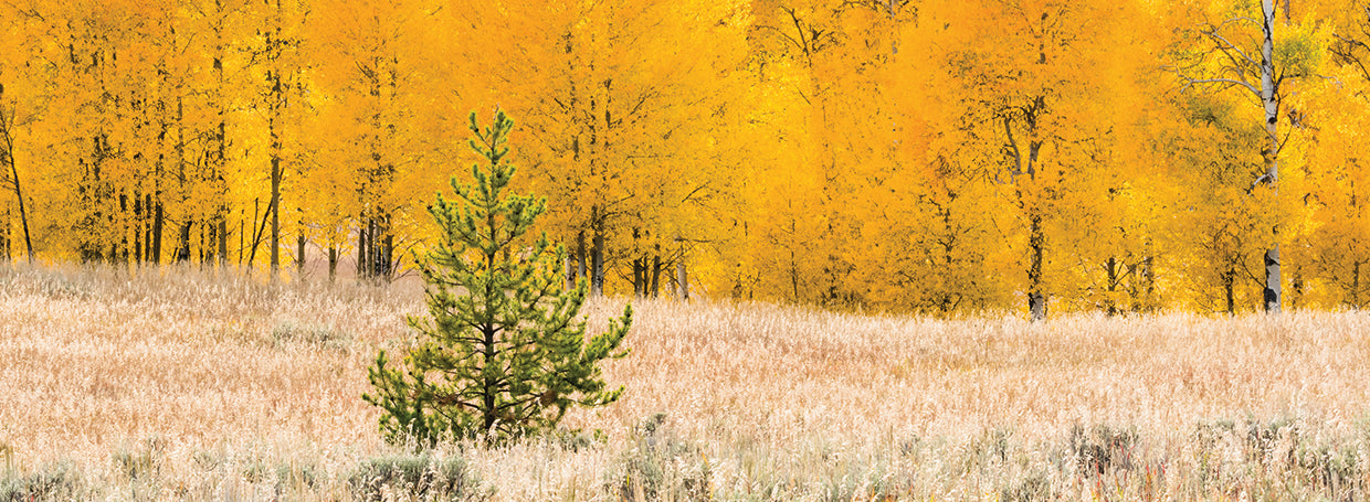 Lodgepole Pine in Acadia