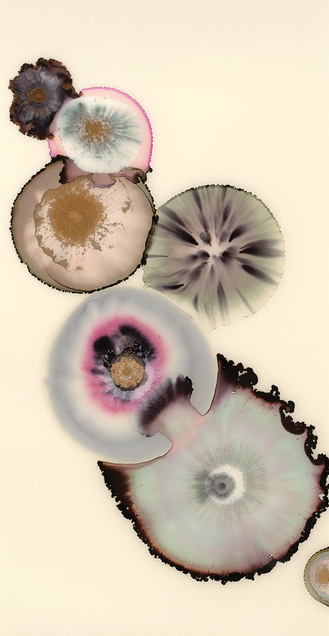 magnolia-iii-laura-van-horne