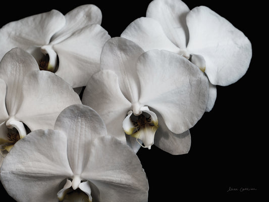 White Orchid II Canvas Print