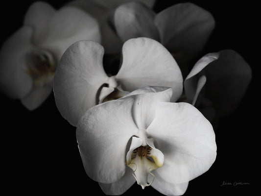 White Orchid I Canvas Print