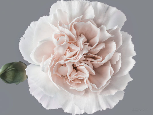 Blush Carnation