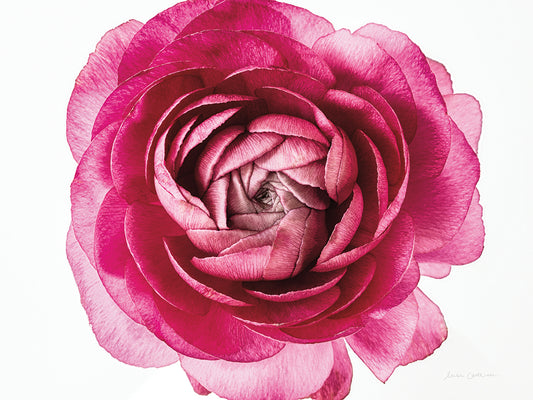 Pink Ranunculus on White Canvas Print