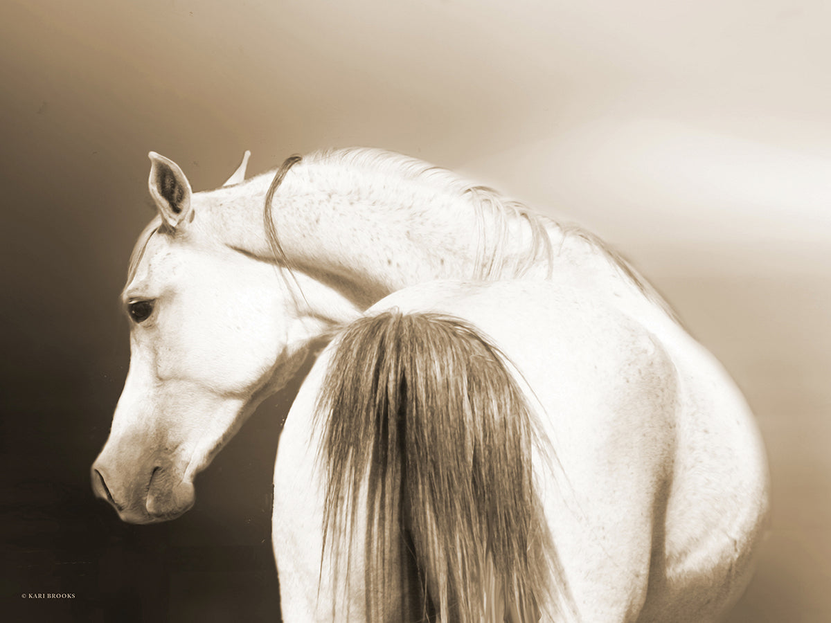 Handsome Dash