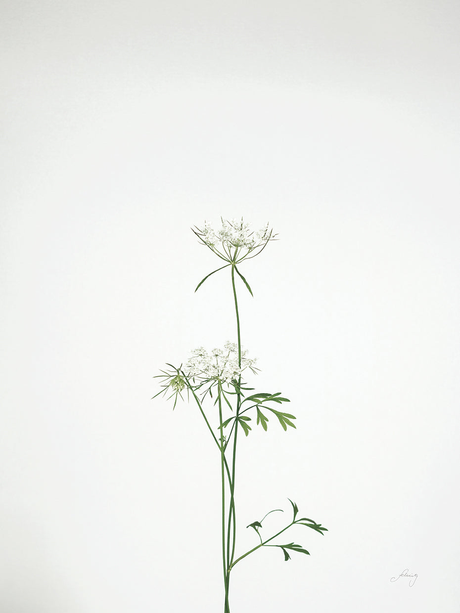 Simple Stems VI