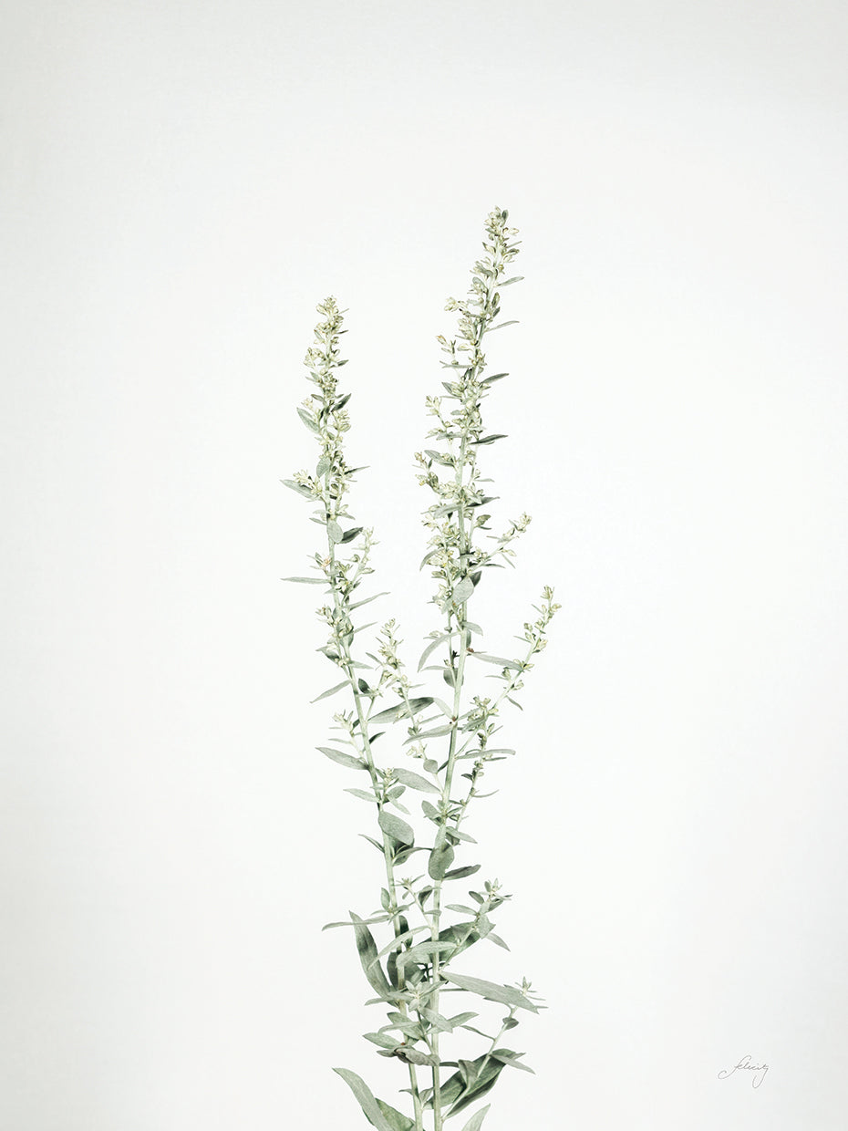 Simple Stems IV