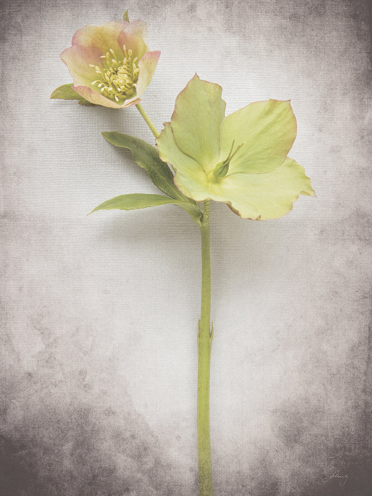 Vintage Hellebore Study II
