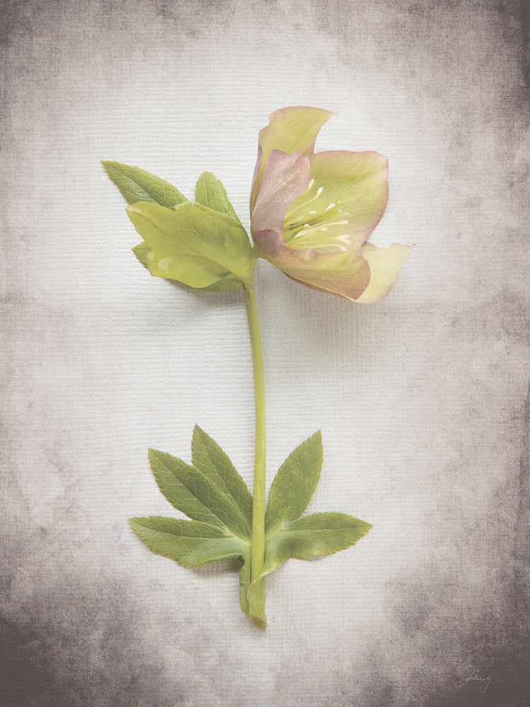 Vintage Hellebore Study III